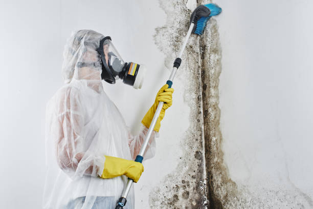 Best Mold Remediation  in Washingtonville, NY