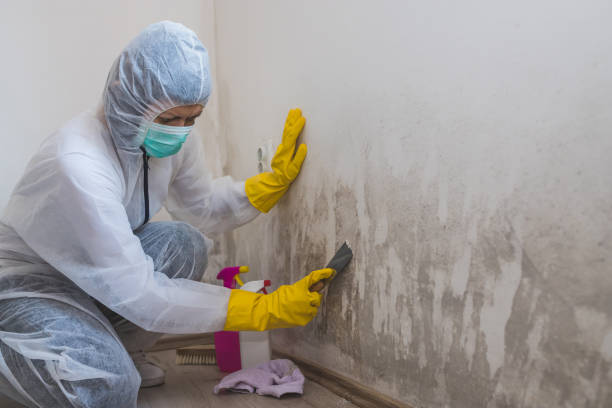 Professional Mold Removal in Washingtonville, NY