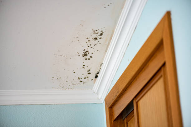 Best Mold Damage Repair  in Washingtonville, NY