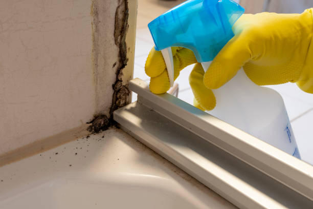 Best Mold Remediation Experts  in Washingtonville, NY