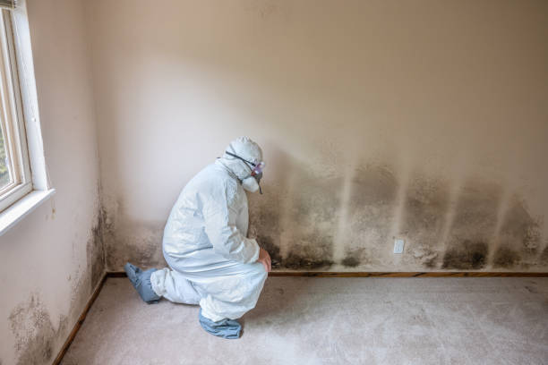 Best Home Mold Removal  in Washingtonville, NY